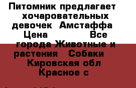 Питомник предлагает 2-хочаровательных девочек  Амстаффа › Цена ­ 25 000 - Все города Животные и растения » Собаки   . Кировская обл.,Красное с.